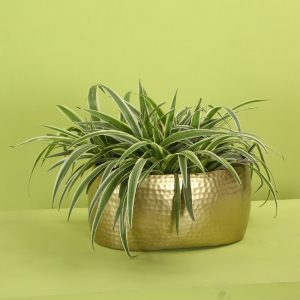 Metal planter indoors : topbrass